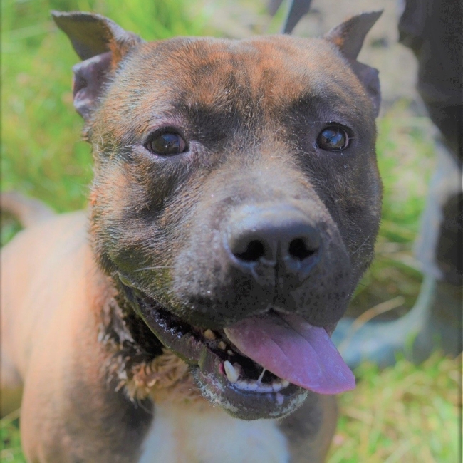 Photo de Tyson