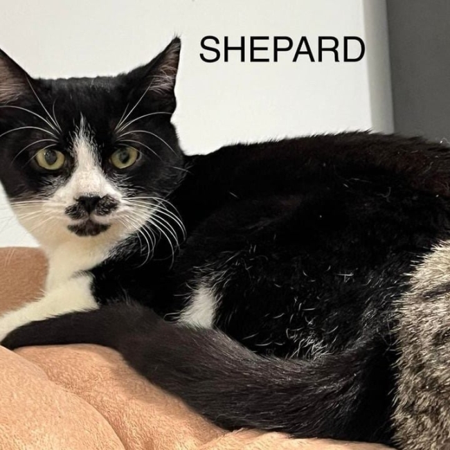 Photo de Shepard