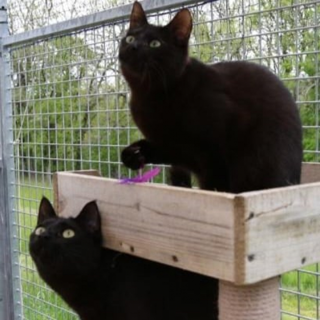 Photo de Somba et Sundew