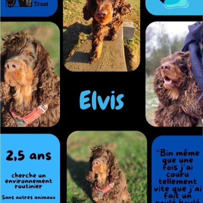 Photo de Elvis