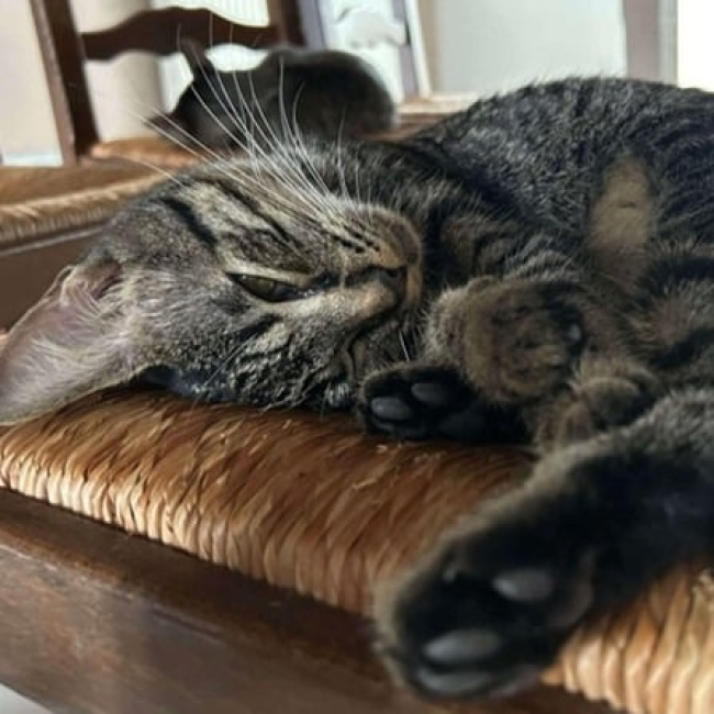 Photo de Hathor