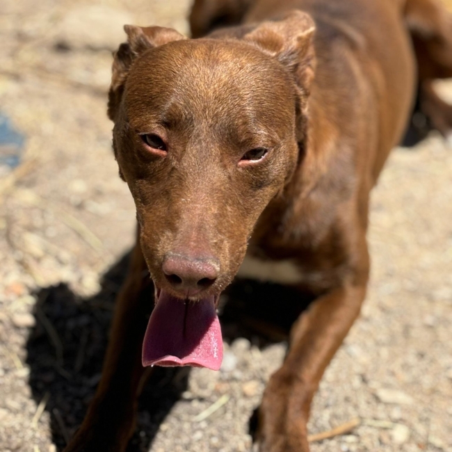 Photo de Choco