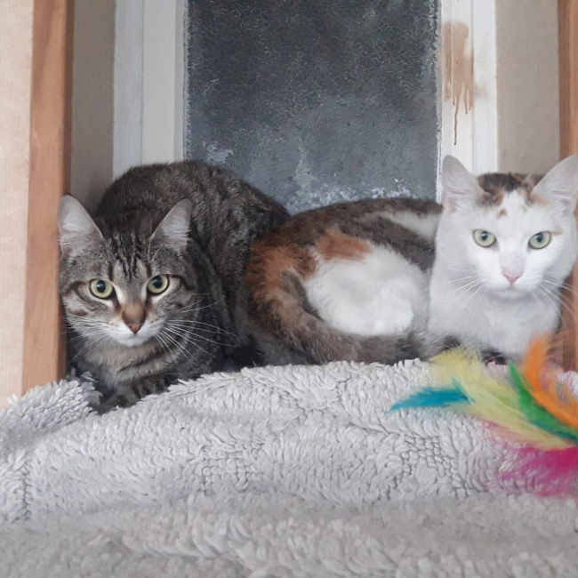 Photo de Krema et Lutti