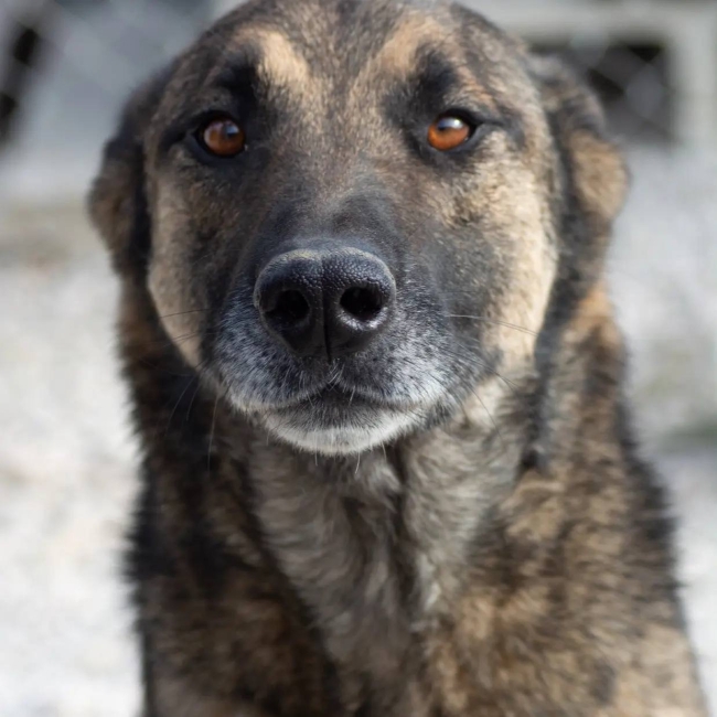 Photo de Kovu