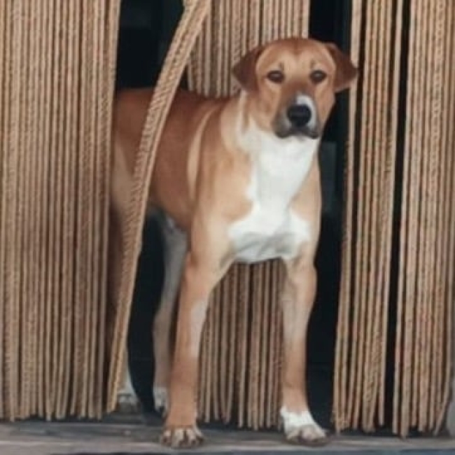 Photo de Balto