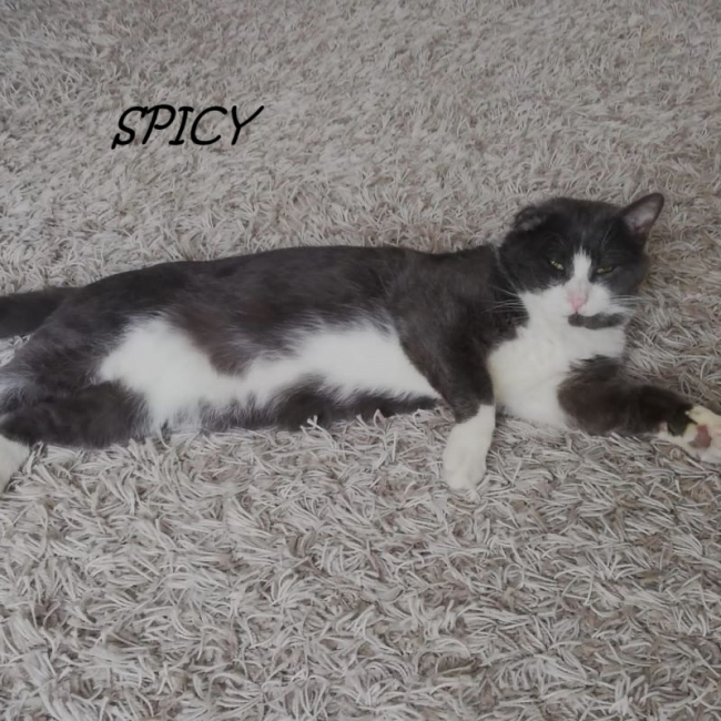 Photo de Spicy