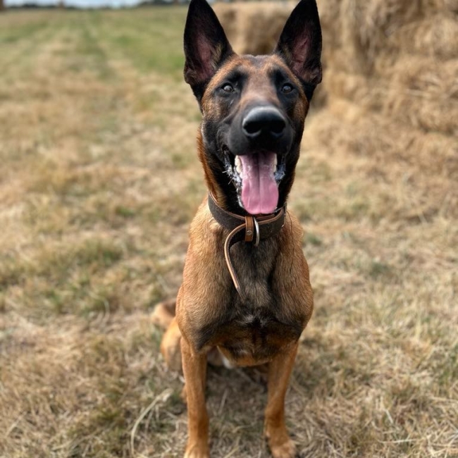 Photo de Tobi