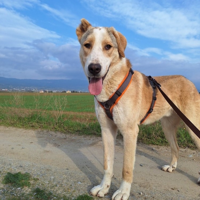 Photo de Nikola