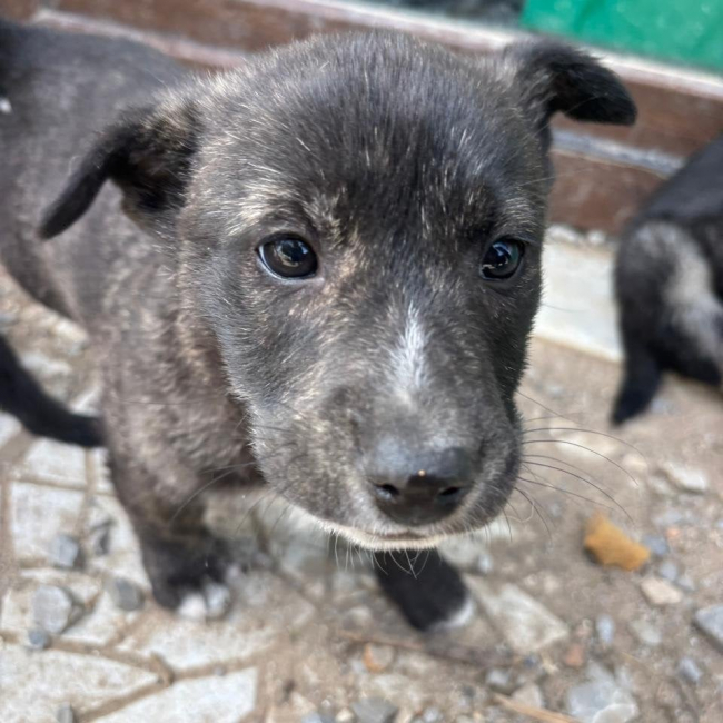 Photo de Pompom