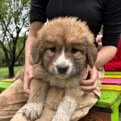 Photo de Fuzzbucket