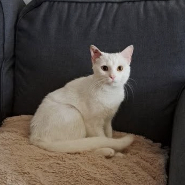Photo de Blanche