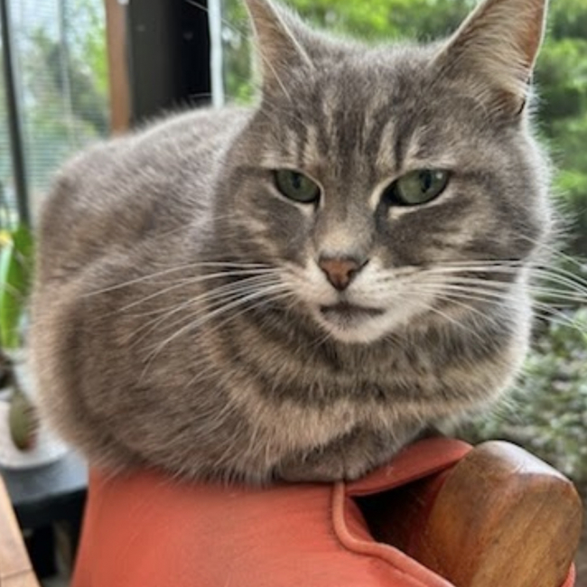 Photo de Pinpin