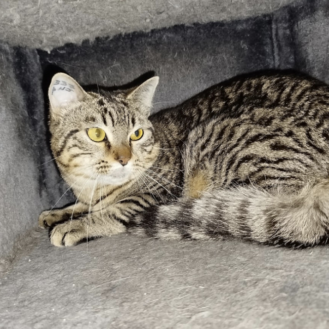Photo de Tigrou