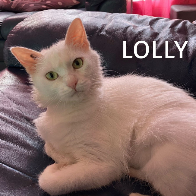 Photo de Lolly