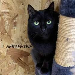Photo de Seraphine