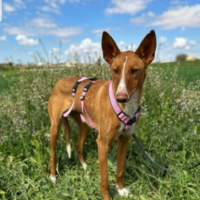 Photo de Nata