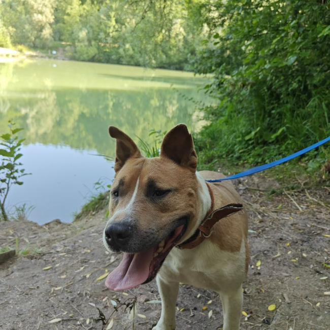 Photo de BALOU
