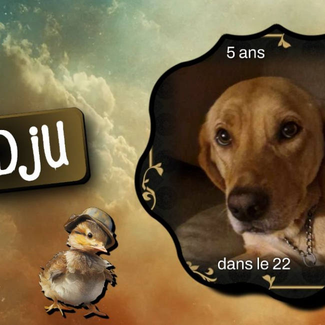 Photo de Dadju