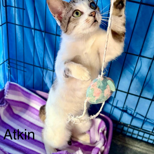 Photo de Atkin