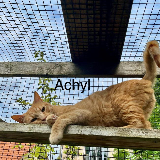 Photo de Achyl