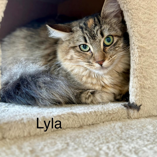 Photo de Lyla