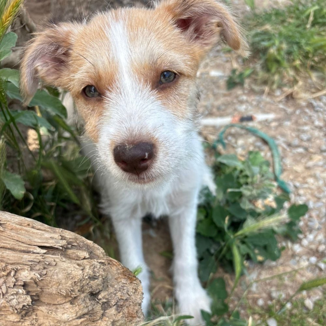 Photo de Feta Fuzz