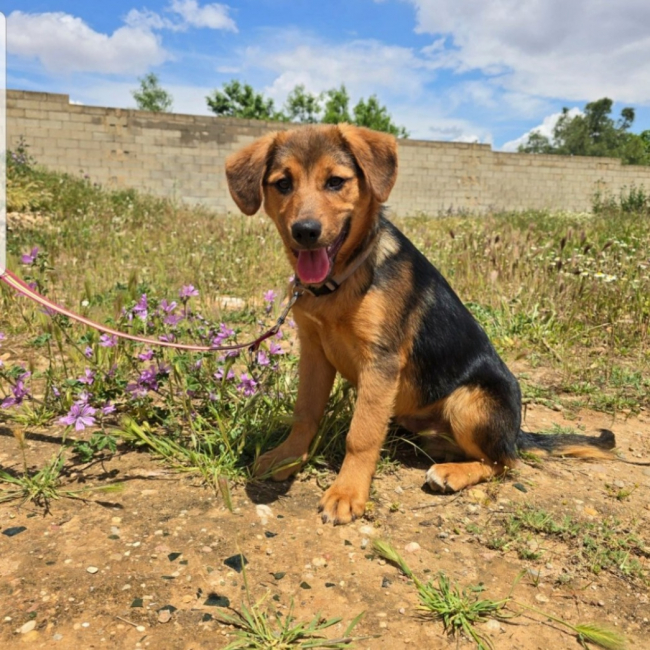 Photo de Zapo