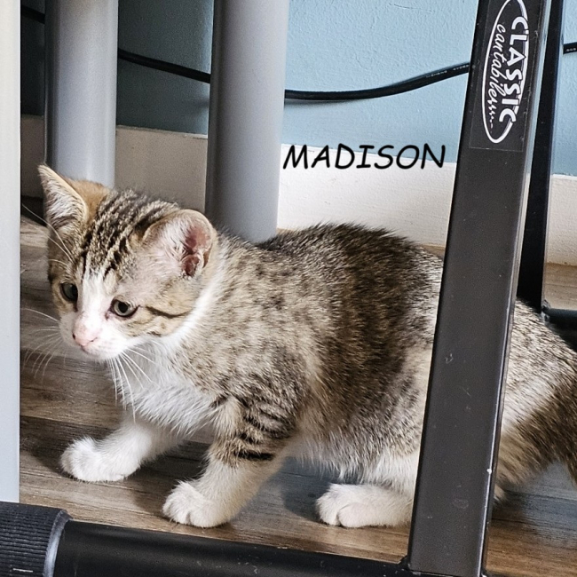 Photo de Madison
