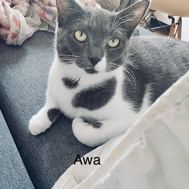 Photo de Awa
