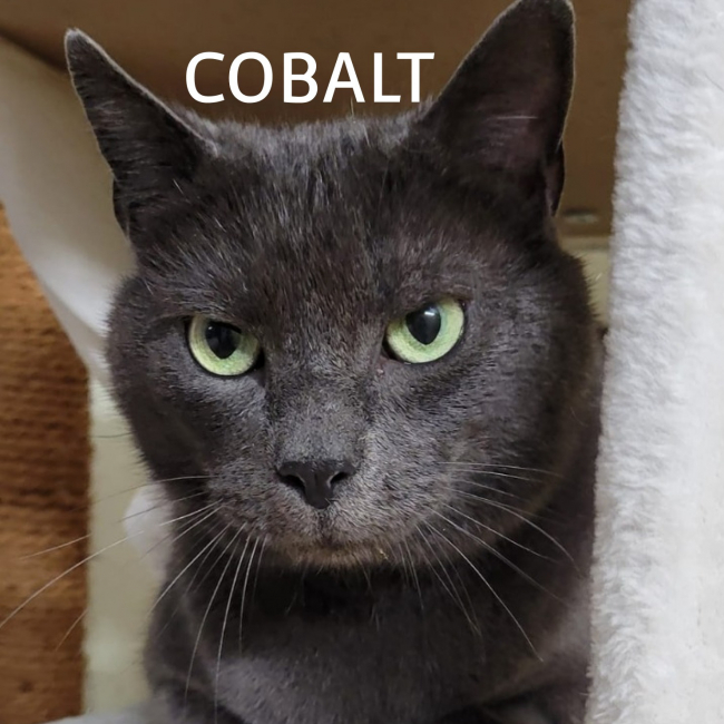 Photo de Cobalt