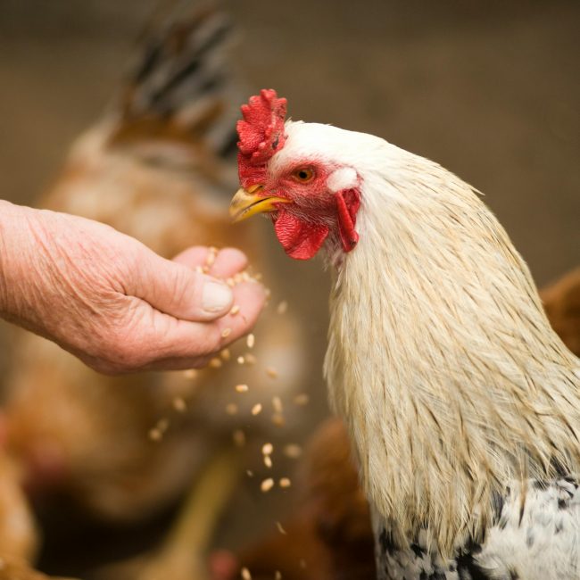 Pouletta - Animal de ferme Poule à adopter