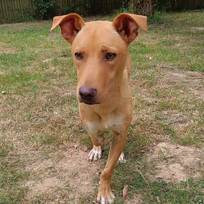 Photo de Scooby