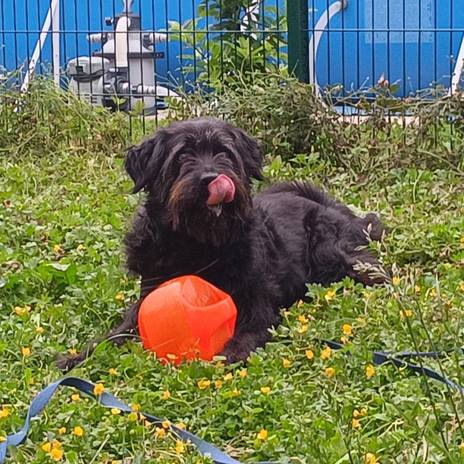 Photo de Bambou issue de son annonce d'adoption sur Animaux.fr