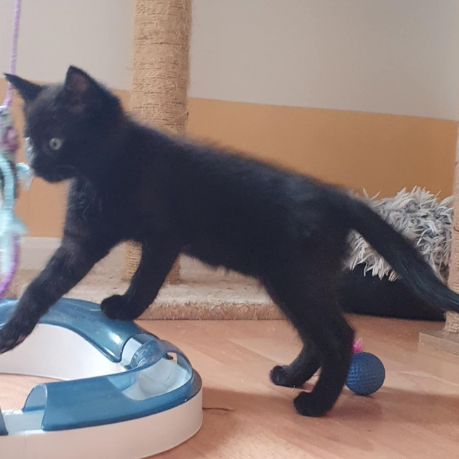 Photo de IAGO et RAJAH