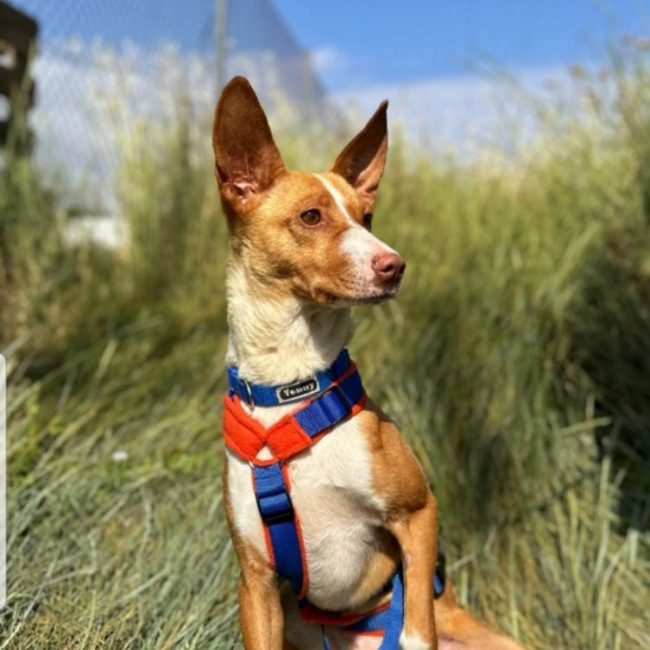 Photo de BAMBÚ