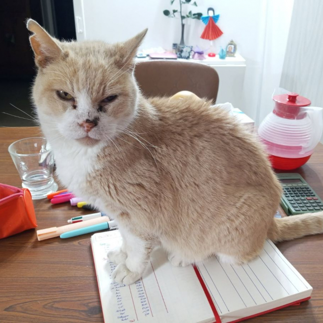 Photo de Yoda