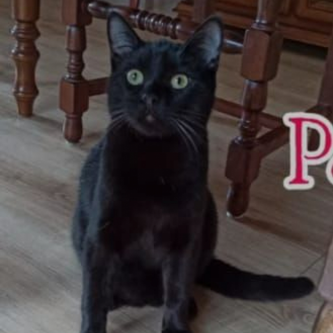 Photo de Pepito