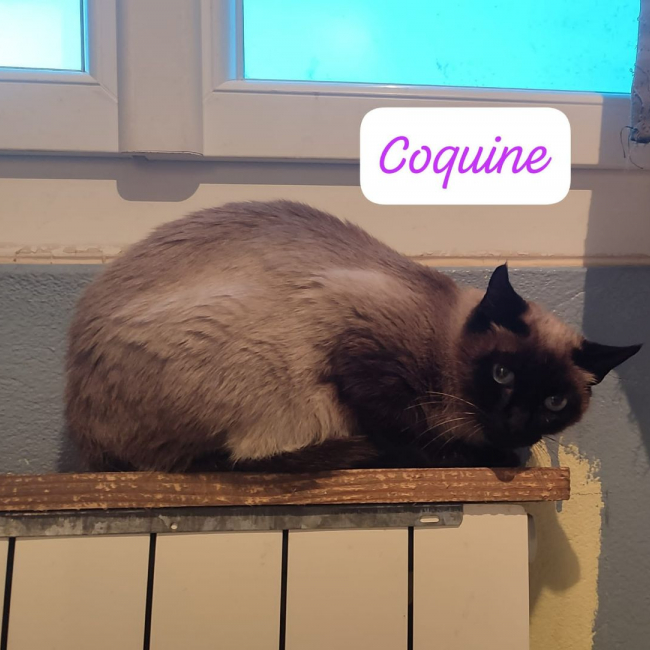 Photo de Coquine