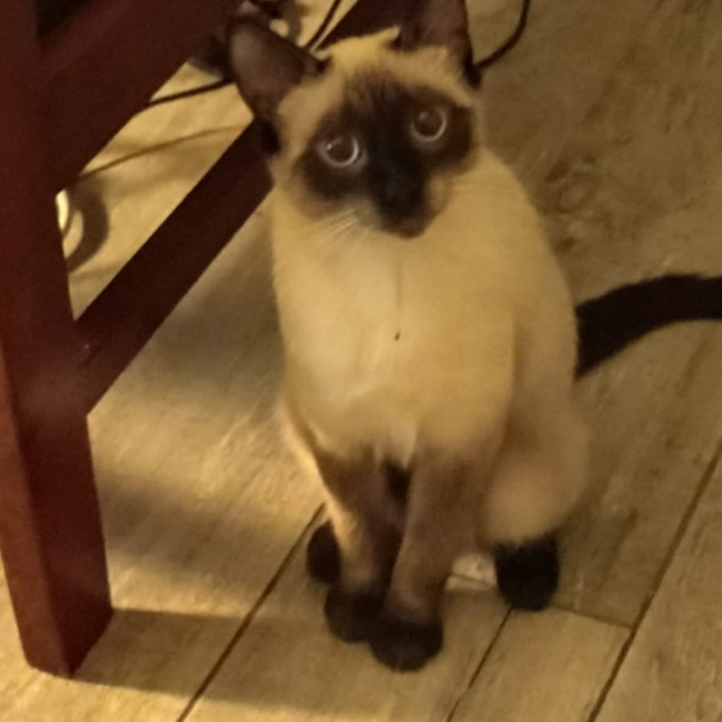 Photo de Kaya