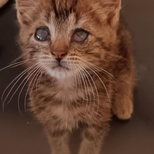 Photo de Pierrot issue de son annonce d'adoption sur Animaux.fr