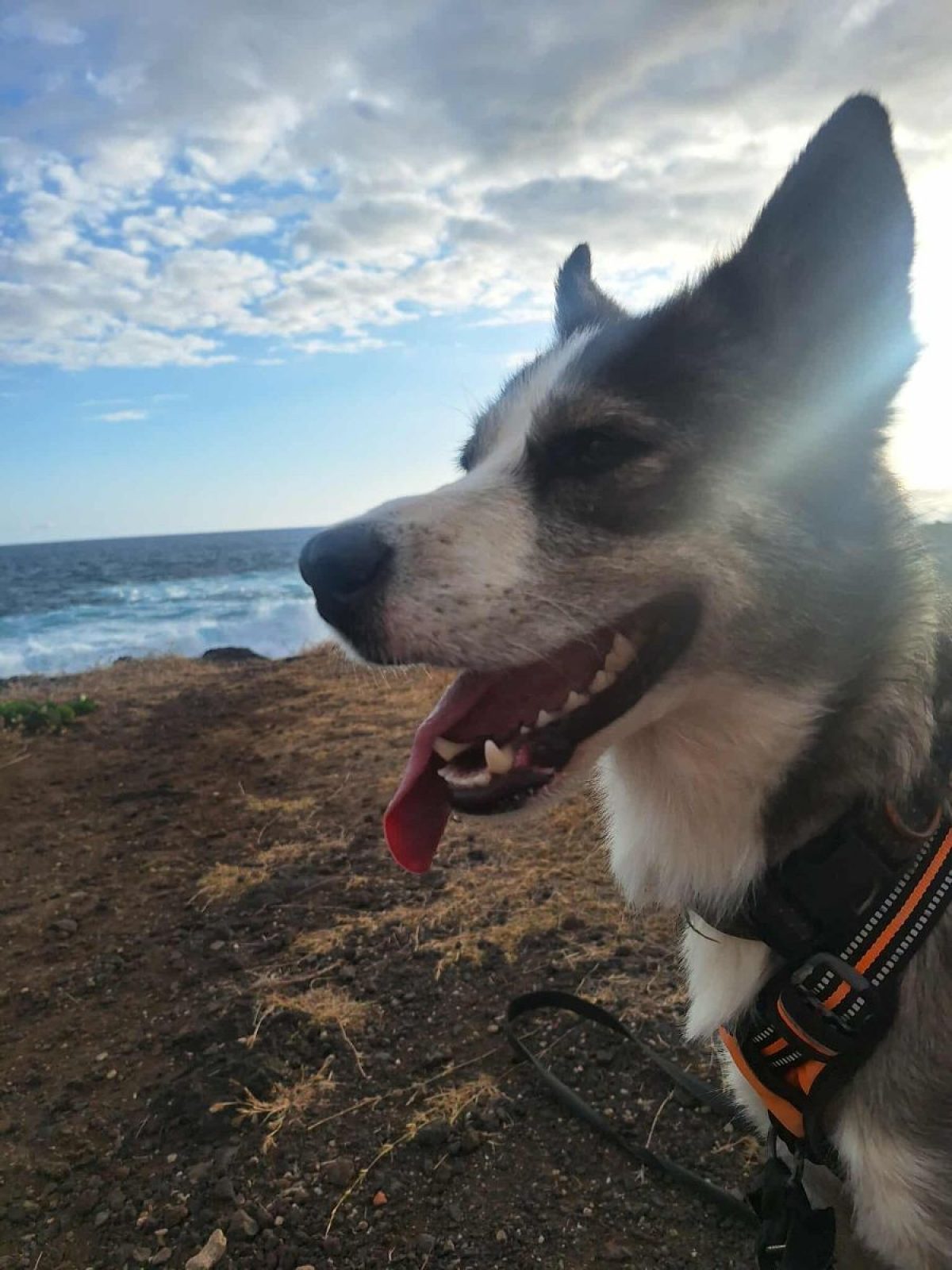SHADOW - Husky Sibérien à adopter à Avignon (84) - Animaux.fr