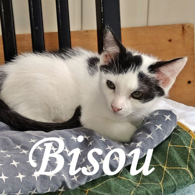 Photo de Bisou