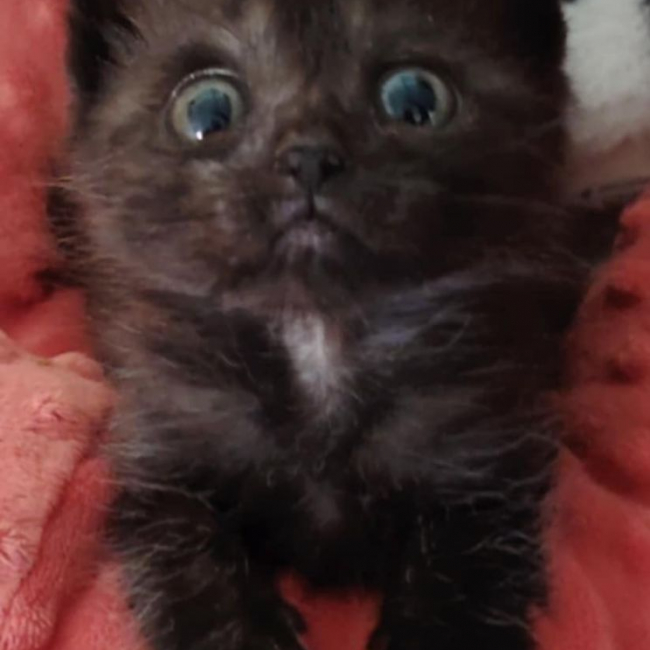 Photo de Diva