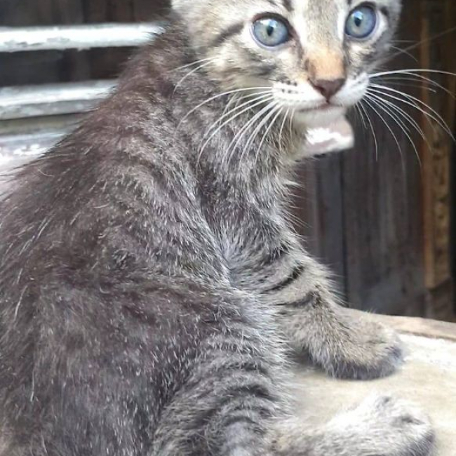 Photo de arawak