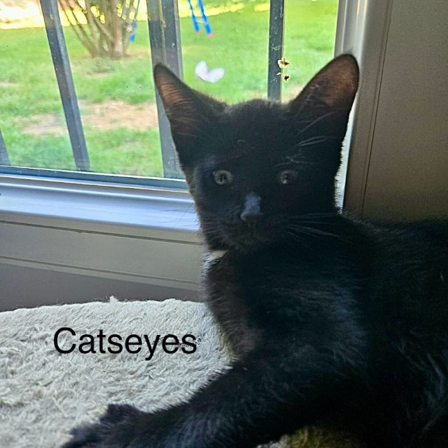 Photo de CATSEYES