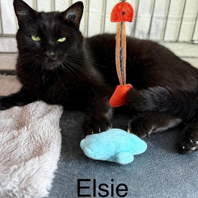 Photo de ELSIE