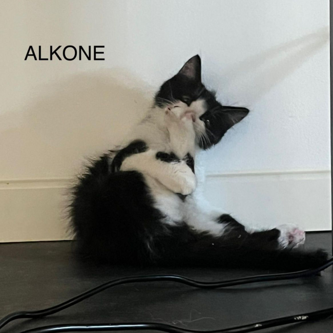Photo de ALKONE