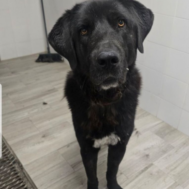 Photo de BOLO