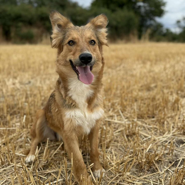 Photo de Bambi