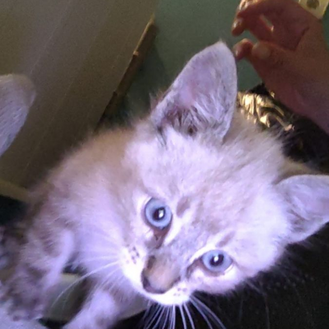 Photo de Athena